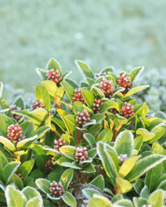 Skimmia