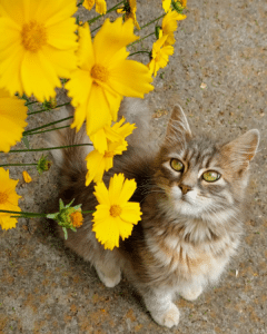 niet giftige bloemen voor katten